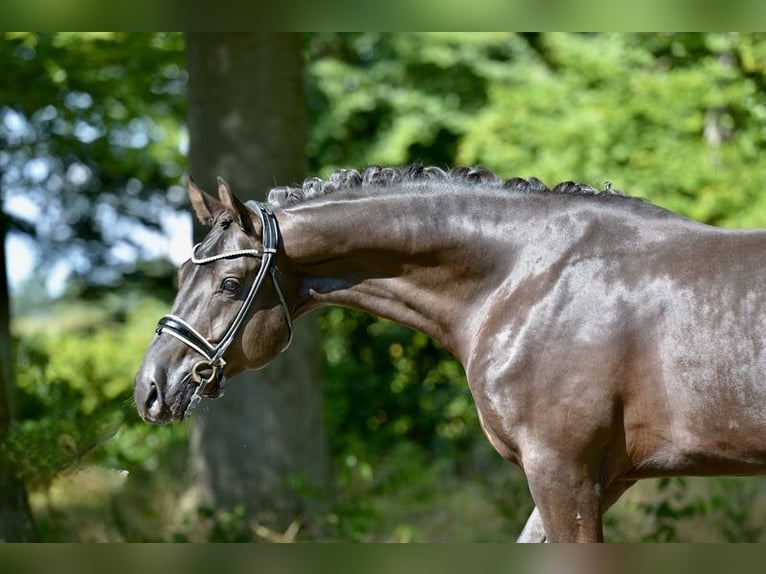 Hanoverian Gelding 4 years 16,1 hh Black in D&#xF6;tlingen
