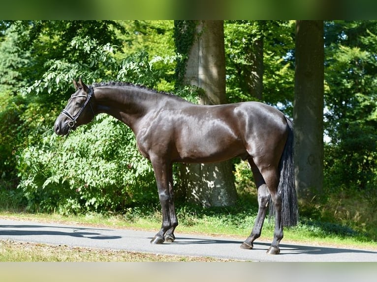 Hanoverian Gelding 4 years 16,1 hh Black in D&#xF6;tlingen