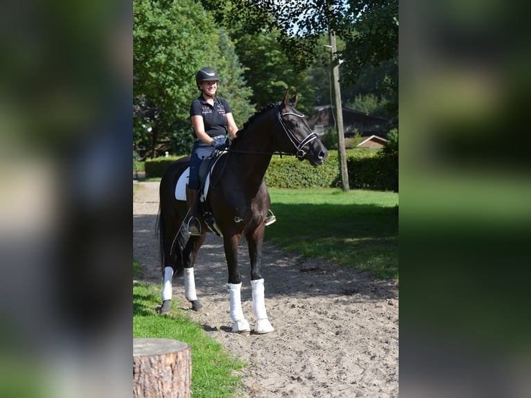 Hanoverian Gelding 4 years 16,1 hh Black in D&#xF6;tlingen