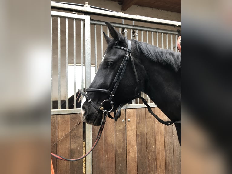 Hanoverian Gelding 4 years 16,1 hh Black in Edingen-Neckarhausen
