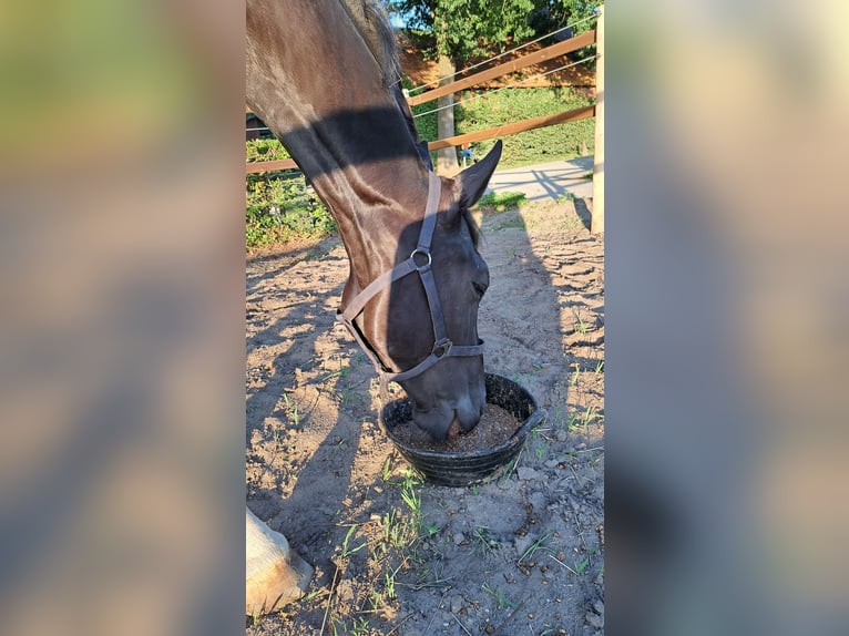Hanoverian Gelding 4 years 16,1 hh Black in Kirchlinteln Hanoverian Gelding 4 years 16,1 hh Black in Kirchlinteln