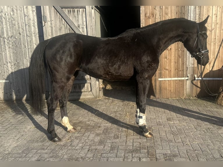 Hanoverian Gelding 4 years 16,1 hh Black in Verden (Aller)