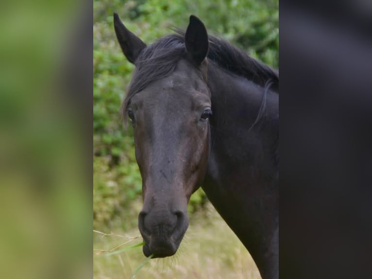 Hanoverian Gelding 4 years 16,1 hh Black in Visselhövede Hanoverian Gelding 4 years 16,1 hh Black in Visselhövede