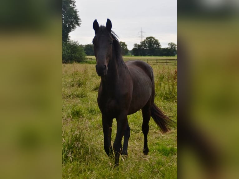 Hanoverian Gelding 4 years 16,1 hh Black in Visselhövede Hanoverian Gelding 4 years 16,1 hh Black in Visselhövede