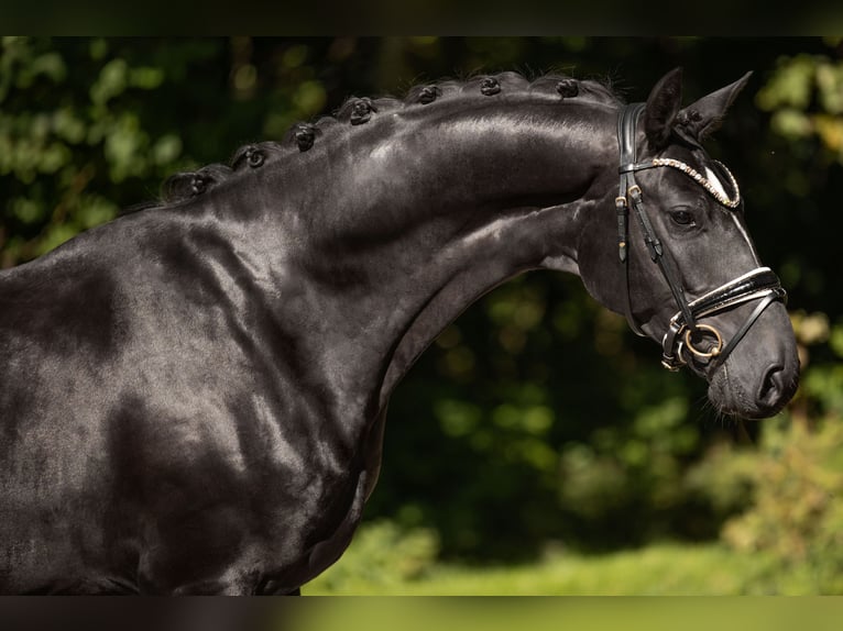 Hanoverian Gelding 4 years 16,1 hh Black in Wehringen