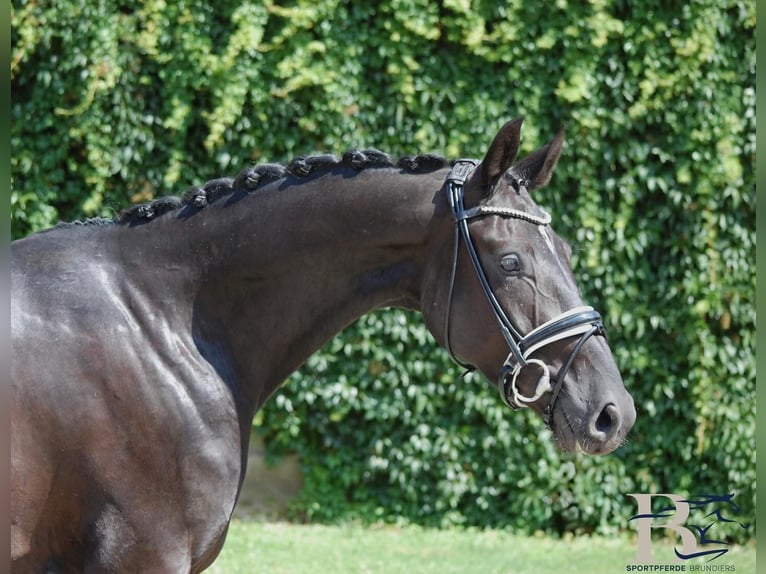 Hanoverian Gelding 4 years 16,1 hh Black in Osnabrück
