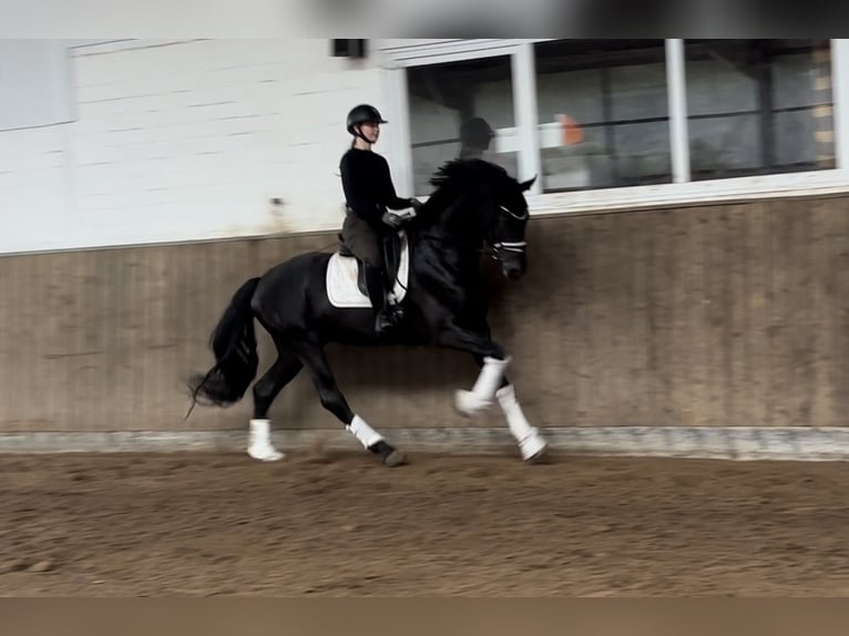 Hanoverian Gelding 4 years 16,1 hh Black in Verden (Aller)