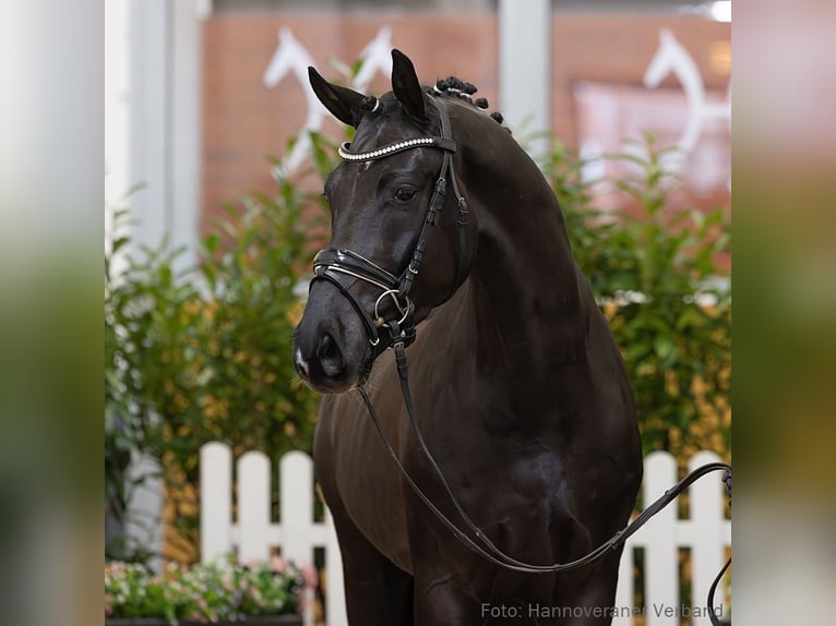 Hanoverian Gelding 4 years 16,1 hh Black in Verden