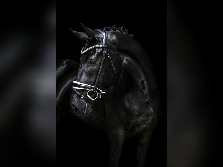 Hanoverian Gelding 4 years 16,1 hh Black in Wingst