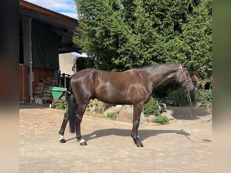 Hanoverian Gelding 4 years 16,1 hh Black in Bad Kreuznach