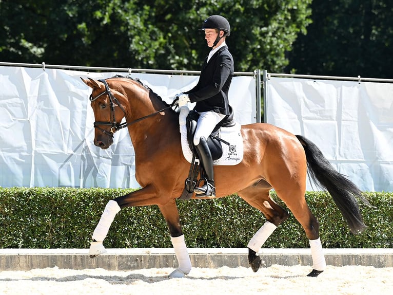Hanoverian Gelding 4 years 16,1 hh Brown in Bad Bevensen