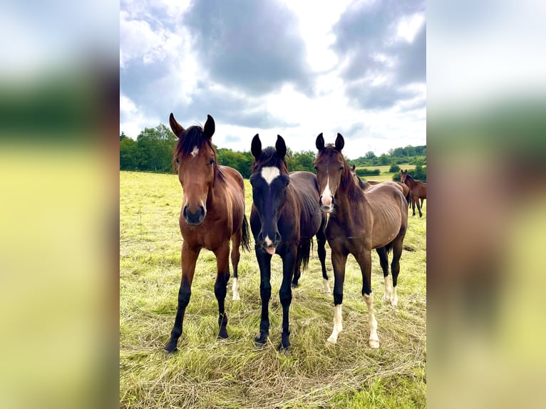 Hanoverian Gelding 4 years 16,1 hh Brown in Elsoff