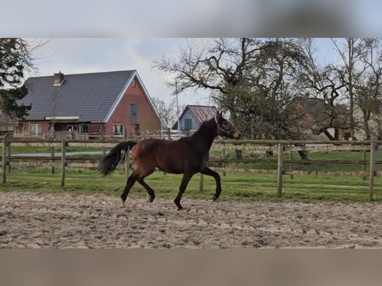 Hanoverian Gelding 4 years 16,1 hh Brown in Osterbruch