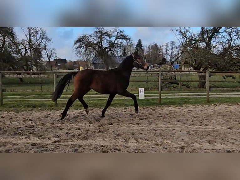 Hanoverian Gelding 4 years 16,1 hh Brown in Osterbruch