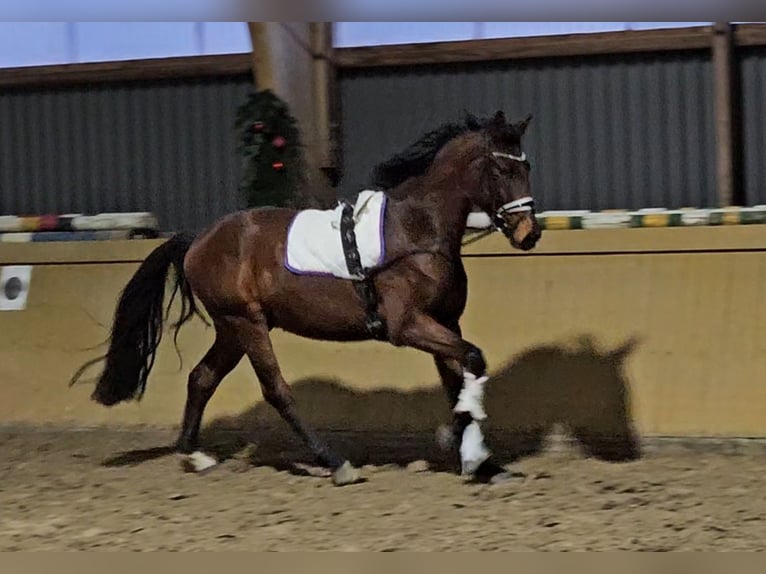Hanoverian Gelding 4 years 16,1 hh Brown in Osterbruch
