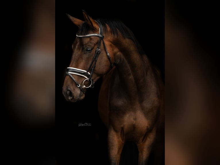 Hanoverian Gelding 4 years 16,1 hh Brown in Bad Pyrmont