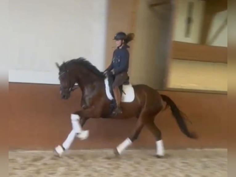 Hanoverian Gelding 4 years 16,1 hh Brown in Bispingen
