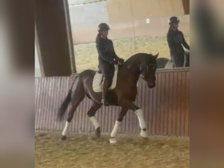 Hanoverian Gelding 4 years 16,1 hh Brown in Bispingen