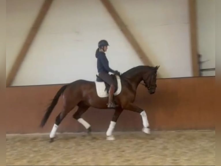 Hanoverian Gelding 4 years 16,1 hh Brown in Bispingen