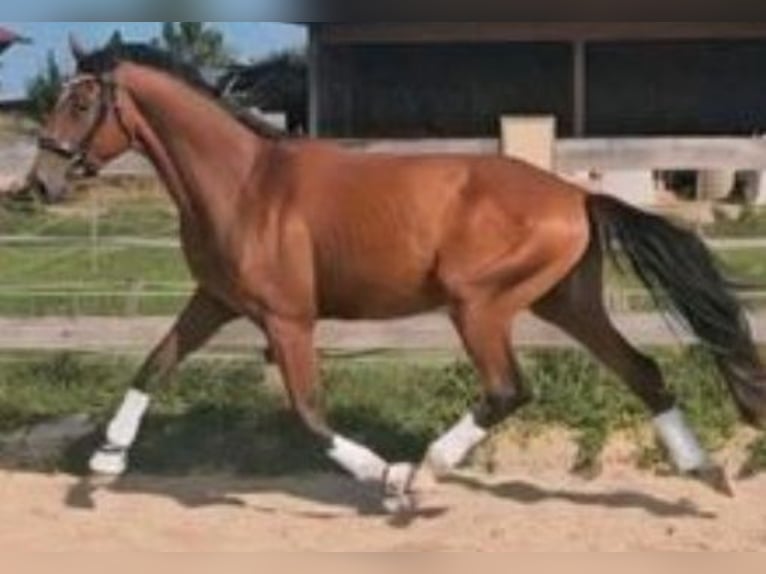 Hanoverian Gelding 4 years 16,1 hh Brown in Dießen am Ammersee