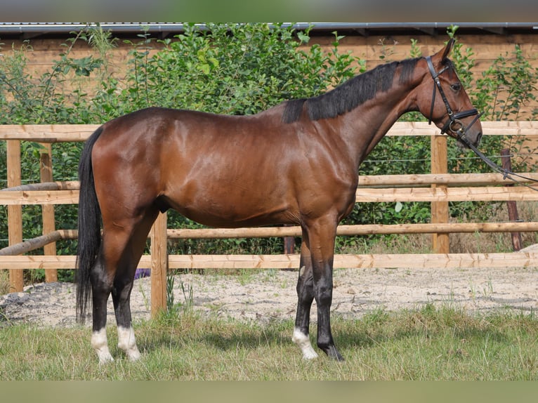 Hanoverian Gelding 4 years 16,1 hh Brown in Rickling