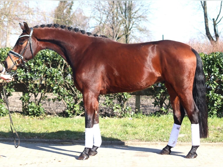 Hanoverian Gelding 4 years 16,1 hh Brown in Selsingen