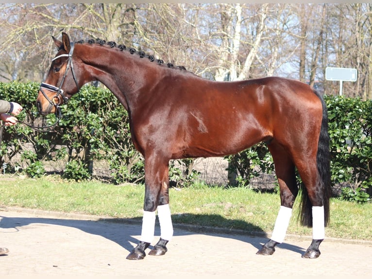 Hanoverian Gelding 4 years 16,1 hh Brown in Selsingen