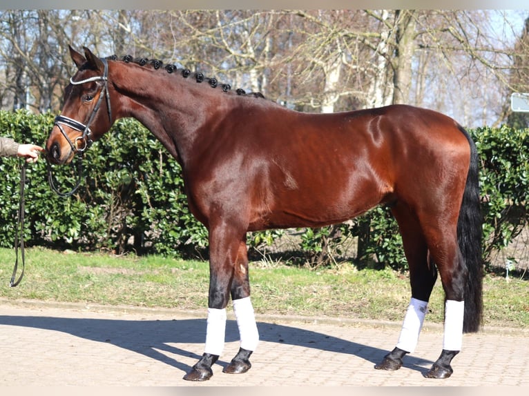 Hanoverian Gelding 4 years 16,1 hh Brown in Selsingen