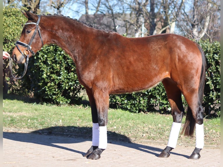 Hanoverian Gelding 4 years 16,1 hh Brown in Selsingen