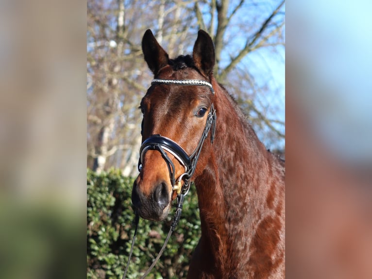 Hanoverian Gelding 4 years 16,1 hh Brown in Selsingen