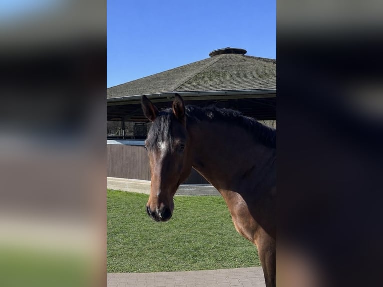 Hanoverian Gelding 4 years 16,1 hh Brown in Ratingen