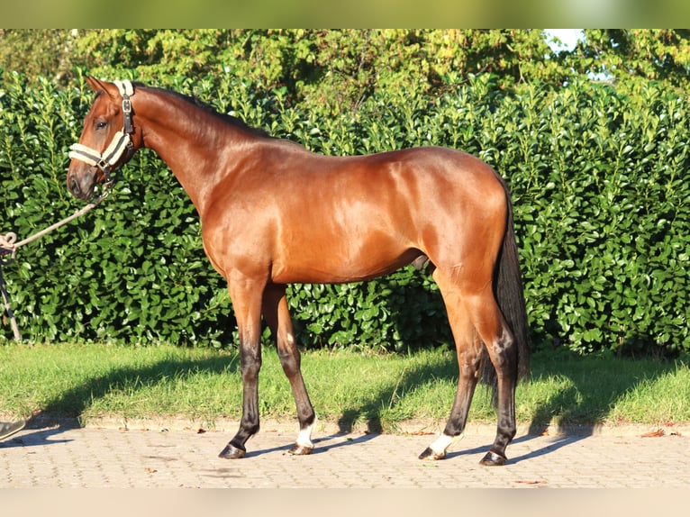 Hanoverian Gelding 4 years 16,1 hh Brown in Selsingen