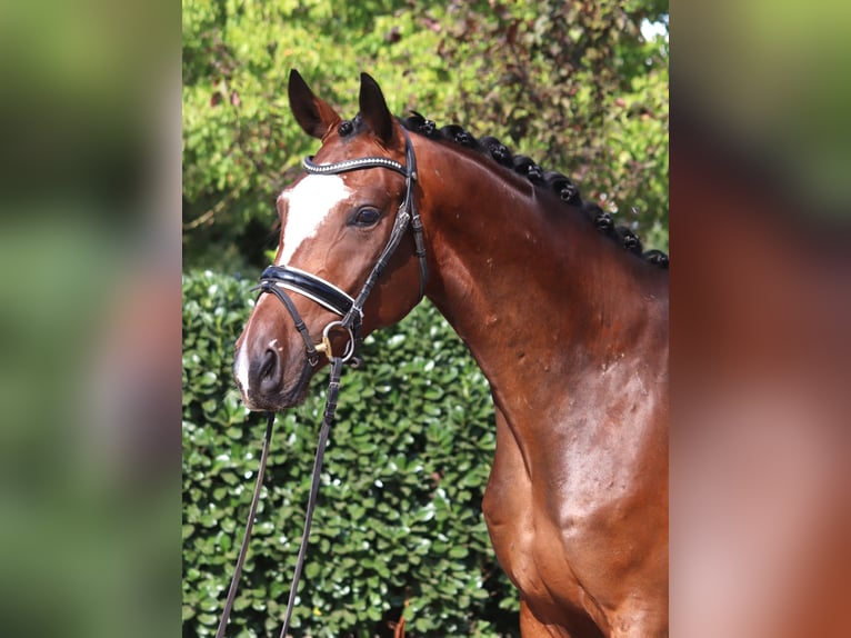 Hanoverian Gelding 4 years 16,1 hh Brown in Selsingen