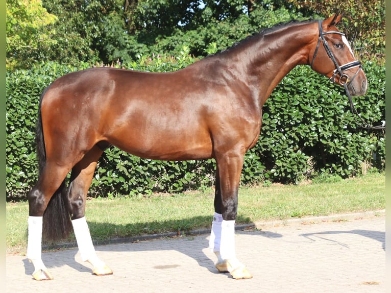 Hanoverian Gelding 4 years 16,1 hh Brown in Selsingen