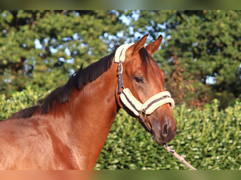 Hanoverian Gelding 4 years 16,1 hh Brown in Selsingen