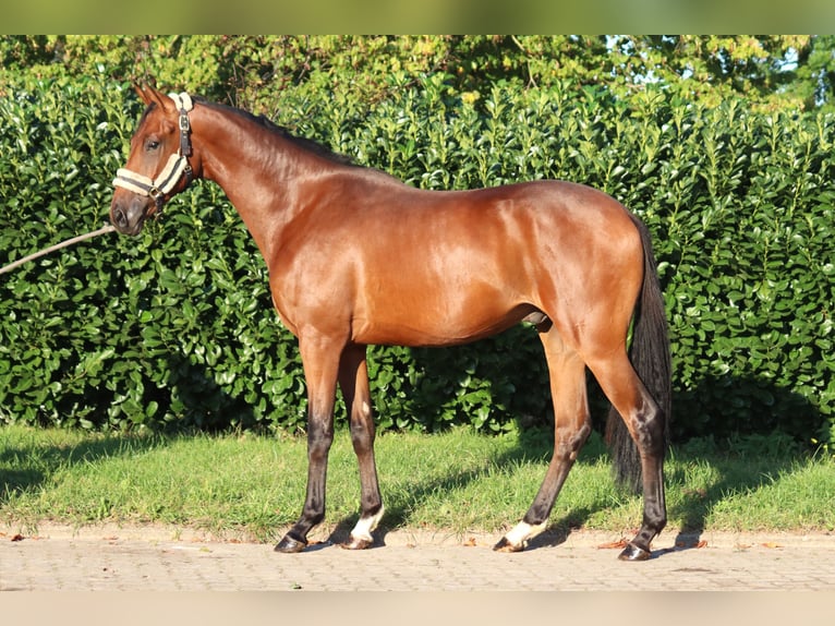 Hanoverian Gelding 4 years 16,1 hh Brown in Selsingen