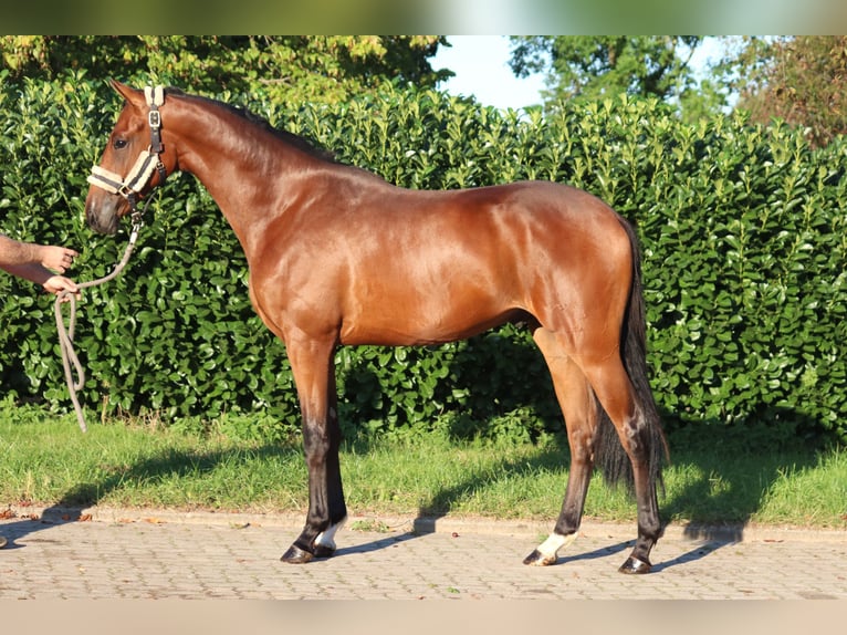 Hanoverian Gelding 4 years 16,1 hh Brown in Selsingen