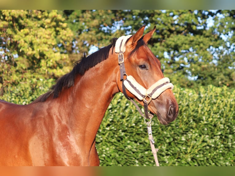 Hanoverian Gelding 4 years 16,1 hh Brown in Selsingen