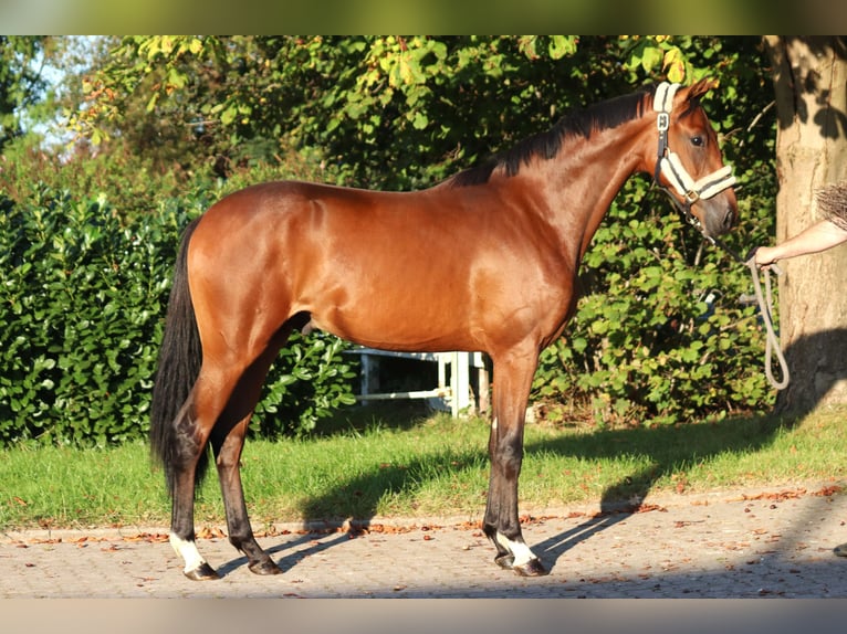 Hanoverian Gelding 4 years 16,1 hh Brown in Selsingen