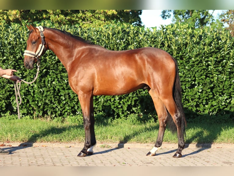 Hanoverian Gelding 4 years 16,1 hh Brown in Selsingen