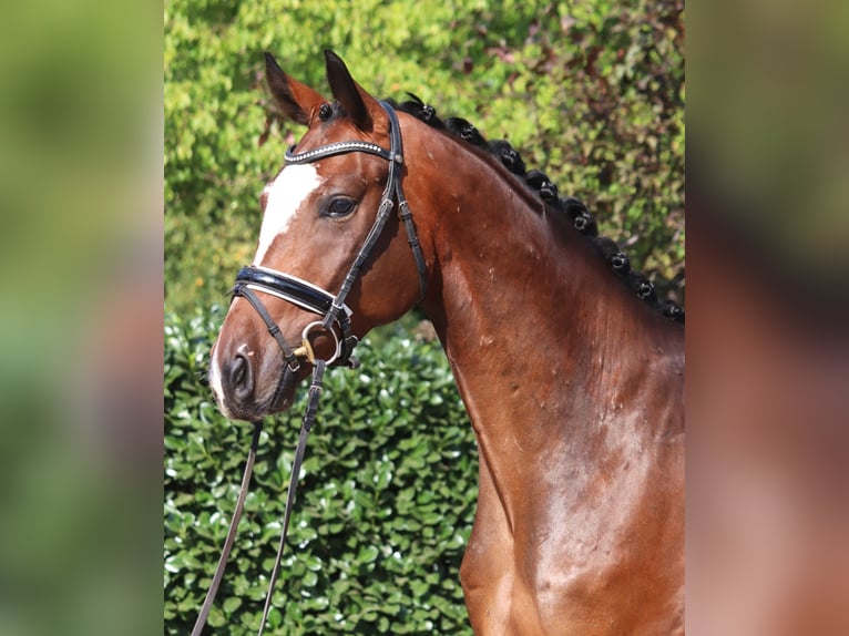 Hanoverian Gelding 4 years 16,1 hh Brown in Selsingen