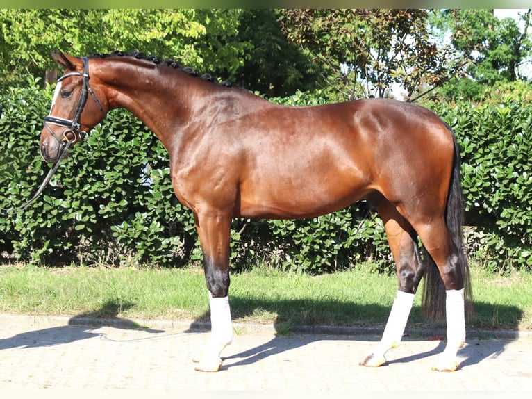 Hanoverian Gelding 4 years 16,1 hh Brown in Selsingen