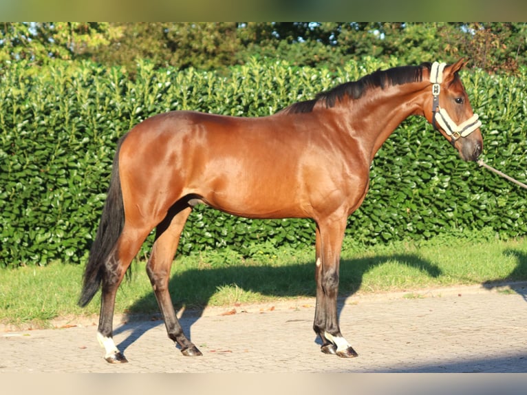 Hanoverian Gelding 4 years 16,1 hh Brown in Selsingen