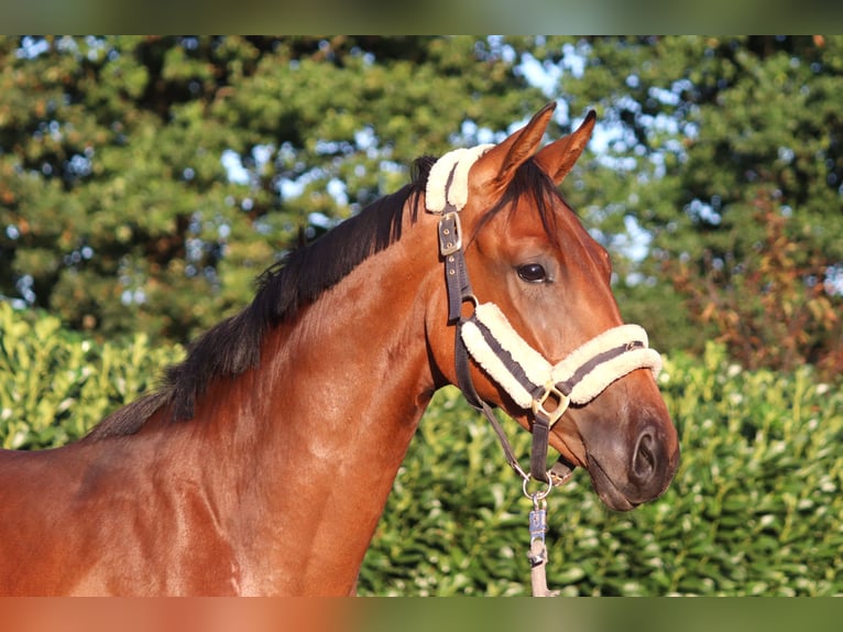 Hanoverian Gelding 4 years 16,1 hh Brown in Selsingen