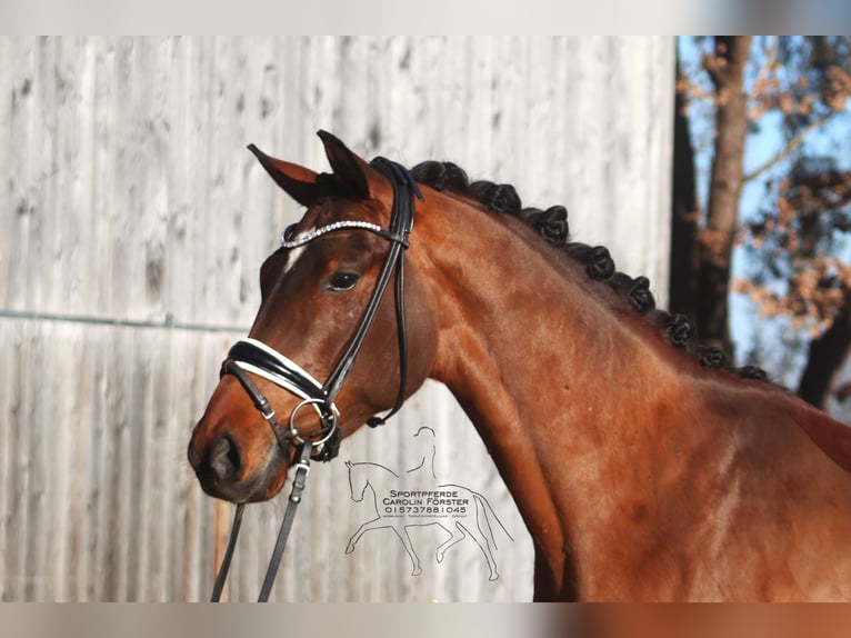 Hanoverian Gelding 4 years 16,1 hh Brown in Reeßum