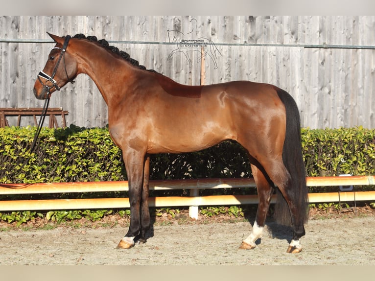 Hanoverian Gelding 4 years 16,1 hh Brown in Reeßum