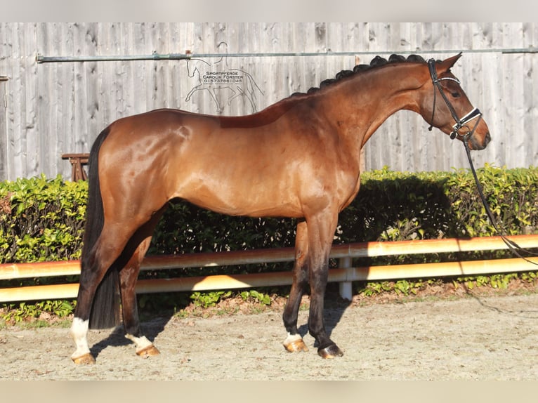 Hanoverian Gelding 4 years 16,1 hh Brown in Reeßum