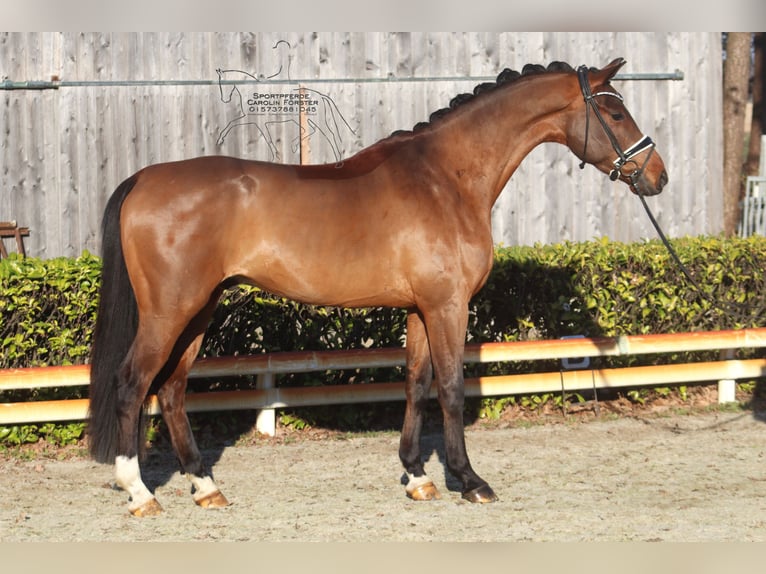 Hanoverian Gelding 4 years 16,1 hh Brown in Reeßum