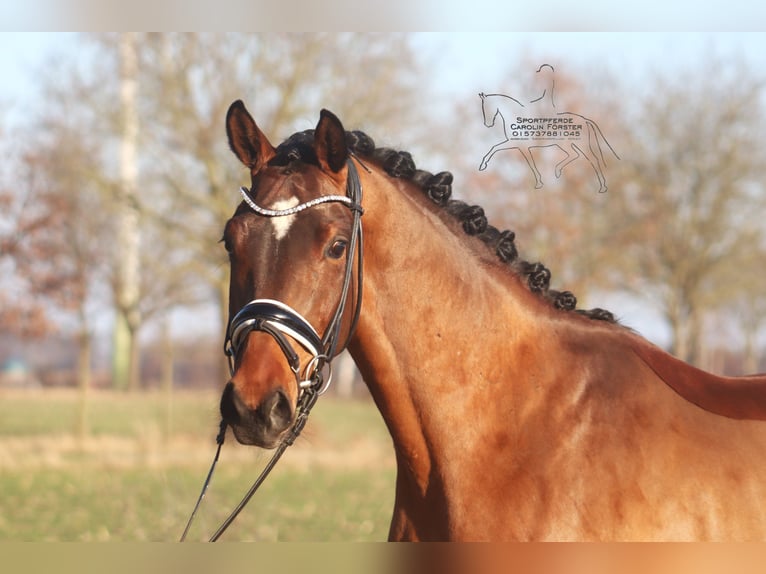 Hanoverian Gelding 4 years 16,1 hh Brown in Reeßum