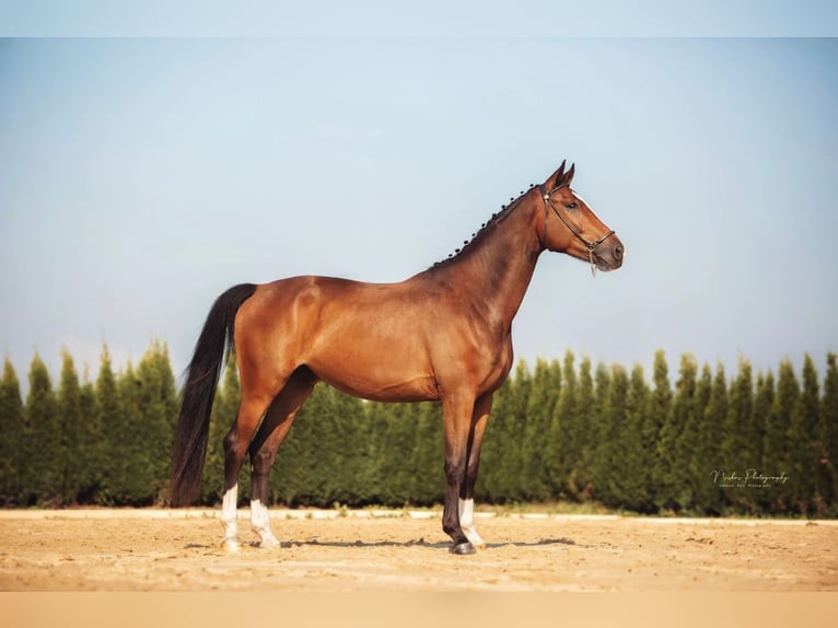 Hanoverian Gelding 4 years 16,1 hh Brown in Riez-Neuendorf